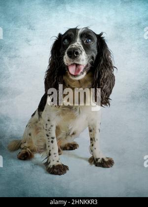 Studio portrait of a working Cocker Spaniel dog. Stock Photo