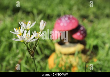 Nothoscordum bivalve Wild Flower Growing on Lawn With Mushroom Statue in Background Stock Photo