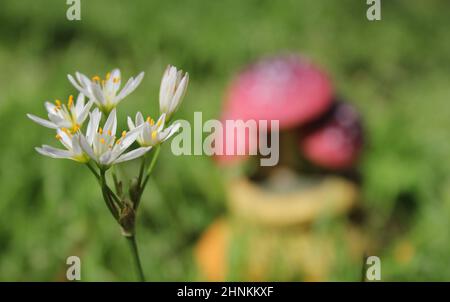 Nothoscordum bivalve Wild Flower Growing on Lawn With Mushroom Statue in Background Stock Photo