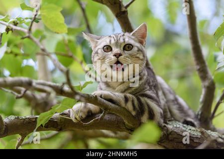 Kitten of a scottish straight cat Stock Photo