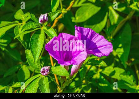 Pink violet purple Mexican Morning Glory Glories Ipomoea spp flower on fence with green leaves in Playa del Carmen Mexico. Stock Photo