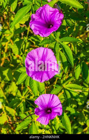 Pink violet purple Mexican Morning Glory Glories Ipomoea spp flower on fence with green leaves in Playa del Carmen Mexico. Stock Photo