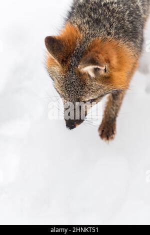 Looking Down on Grey Fox (Urocyon cinereoargenteus) Walking Winter - captive animal Stock Photo