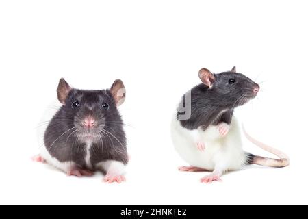 Black -white rat, Rattus rattus, in front of white background Stock Photo