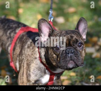 Dog breed French Bulldog Stock Photo