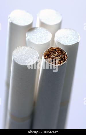 cigarette flower 2 Fertile and cytoplasmic male-sterile (Cms) flowers of tobacco. The