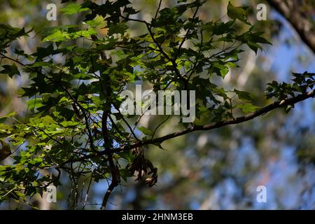 Black-throated green warbler (Setophaga virens) foraging in a tree Stock Photo