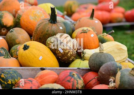 Kürbisse zum Kaufen bei einem Bauernghof in Oberösterreich, Österreich, Europa - Pumpkins for sale on a farm in Upper Austria, Austria, Europe Stock Photo