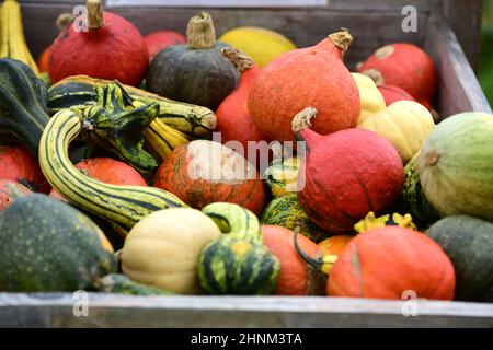 Kürbisse zum Kaufen bei einem Bauernghof in Oberösterreich, Österreich, Europa - Pumpkins for sale on a farm in Upper Austria, Austria, Europe Stock Photo