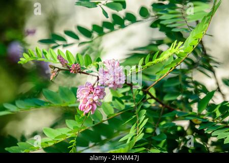 Pink flowers of Robinia pseudoacacia commonly known as black locust, and green leaves in a summer garden, beautiful outdoor floral background photogra Stock Photo