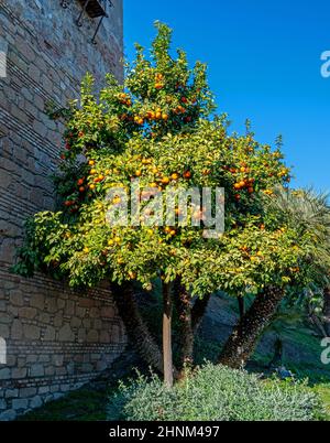 Close up of an Orange tree (Citrus sinensis) Stock Photo