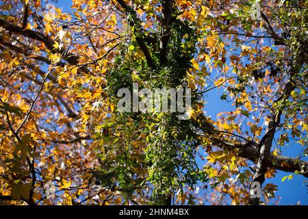 long vines hanging from trees in driveway North Florida Stock Photo - Alamy