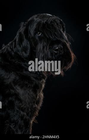 Giant schnauzer dog on black background Stock Photo