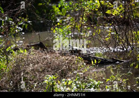 Red-eared slider turtle (Trachemys scripta elegans) basking on a log Stock Photo