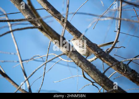 Northern mockingbird (Mimus poslyglotto) perched behind two tree branches Stock Photo