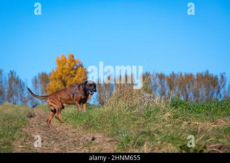 tracking dog on the field Stock Photo