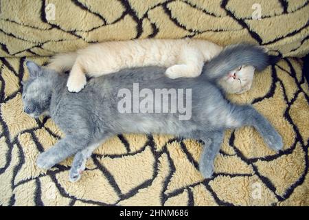 top view of two funny kittens napping together on the sofa Stock Photo