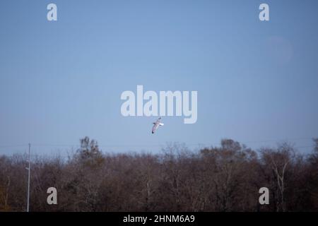 Single ring-billed gull (Larus delawarensis) flying through a blue sky Stock Photo