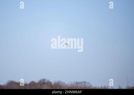 Single ring-billed gull (Larus delawarensis) in flight through a blue sky Stock Photo