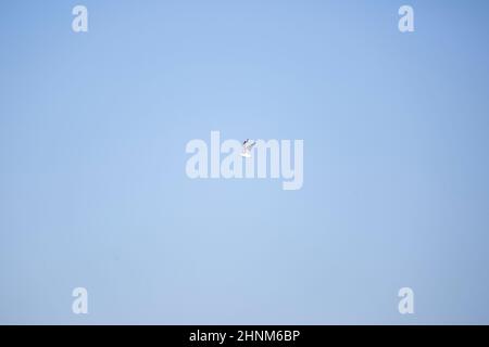 Single ring-billed gull (Larus delawarensis) in flight through a blue sky Stock Photo
