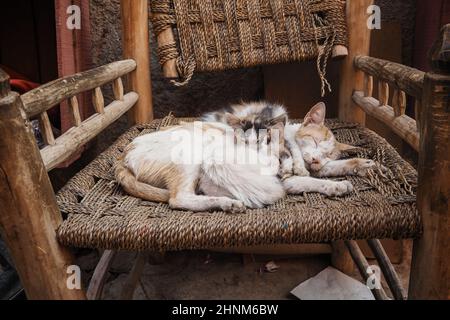Three white stray cats resting on wicker chair cuddle together. Stock Photo