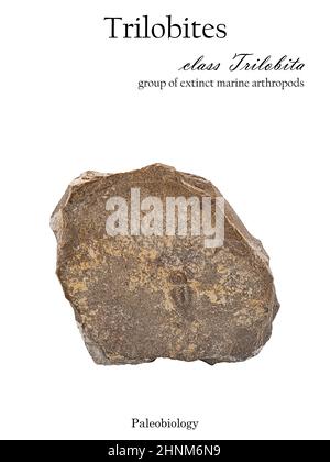 Imprint fossilized animal trilobite in stone isolated on white Stock Photo