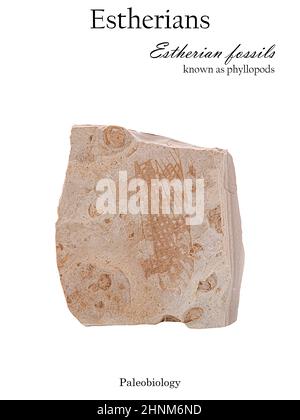 Imprint interspersed with fossilized mollusk shells and wing of an ancient insect isolated Stock Photo