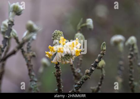 Colourful flowers in a winter garden Stock Photo