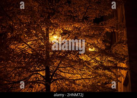 Outskirts night tree 2 Stock Photo