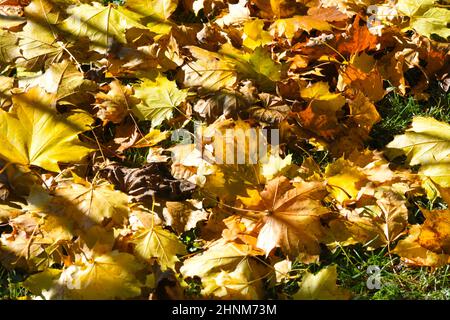 Gelbes Herbstlaub eines Ahornbaumes im Salzkammergut, Oberösterreich, Europa - Yellow autumn leaves of a maple tree in the Salzkammergut, Upper Austria, Europe Stock Photo