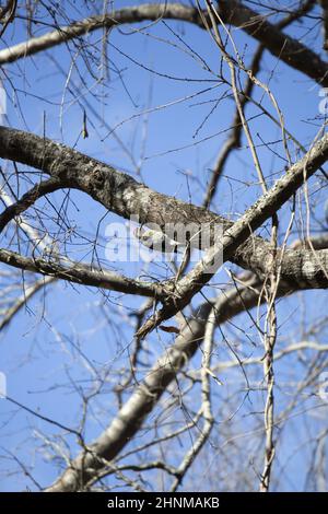 Yellow-bellied sapsucker (Sphyrapicus varius) hanging on the bottom of a tree branch to forage Stock Photo