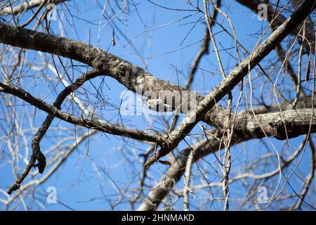 Yellow-bellied sapsucker (Sphyrapicus varius) hanging on the bottom of a tree branch to forage Stock Photo