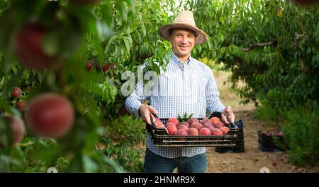 Man horticulturist holding crate with peaches in garden Stock Photo