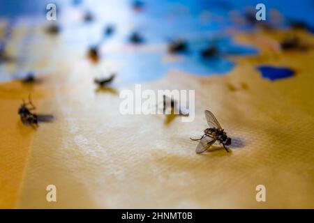 Dead flies insects on the colorful table. Big insect graveyard. Stock Photo