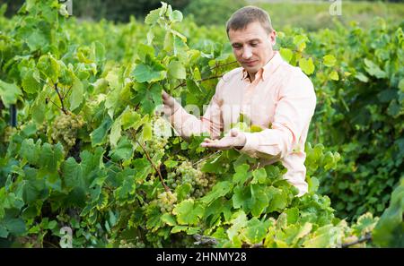 farmer near grapes in vineyard . Stock Photo