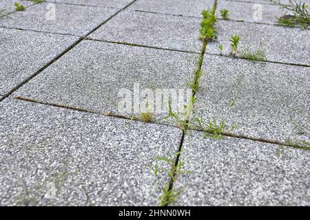 Weed growing between abandoned pavement concrete blocks Stock Photo