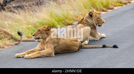 Lions relax on the street in the Kruger National Park in South Africa on safari in Mpumalanga. Stock Photo