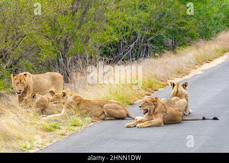 Lions relax on the street in the Kruger National Park in South Africa on safari in Mpumalanga. Stock Photo