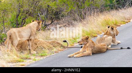 Lions relax on the street in the Kruger National Park in South Africa on safari in Mpumalanga. Stock Photo