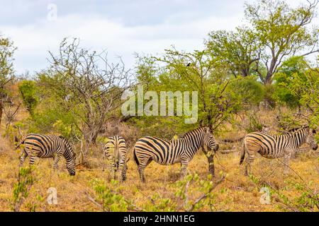 Group or family of beautiful zebras in the nature on safari in Kruger National Park in South Africa. Stock Photo