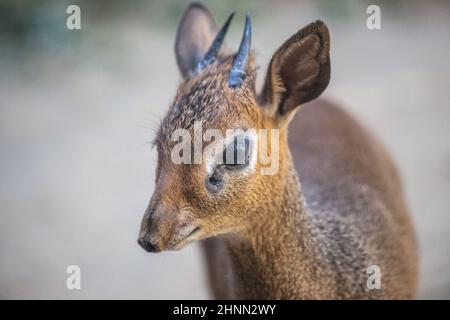 Kirk's dik-dik (Madoqua kirkii), a small antelope. Stock Photo