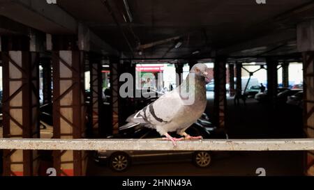a dove sits on a fence in a parking lot. Also called city pigeons, city pigeons or street pigeons. Wild bird in a blurry background parking. Stock Photo