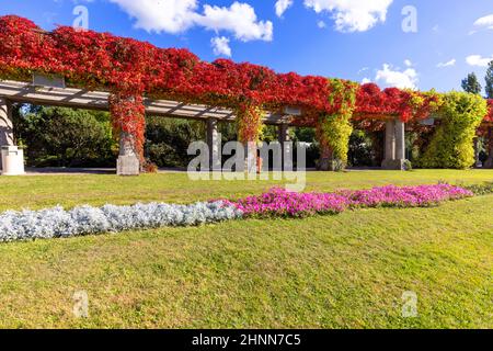 Pergola in Wroclaw on an autumn sunny day, colorful leaves of virginia creeper on a background of blue sky, Szczytnicki Park, Wroclaw, Poland. There i Stock Photo