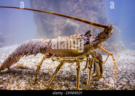 Lobster walking on the seabed. Macro view Stock Photo