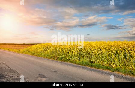 Country road by a rapeseed field in blossom at sunset. Stock Photo