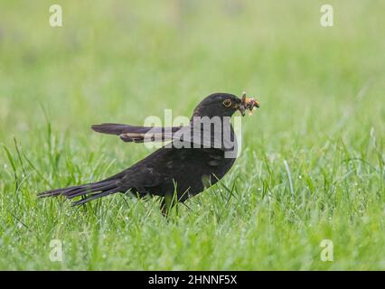 A male Blackbird with a beakful of food for his chicks, Various, grubs, caterpillars and insects. Suffolk, UK Stock Photo