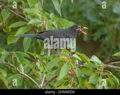 A scruffy male Blackbird feasting on Wild Cherries in  a hedgerow. Trying to swallow a rather large cherry . Norfolk, UK Stock Photo