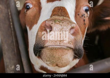 Intensive calf farming, calf detail in a farm bred for meat production Stock Photo