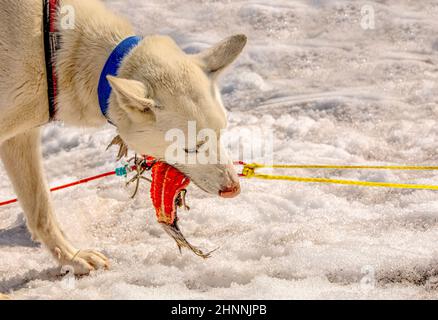 Huskies in a team has a rest and eats fish. Kamchatka peninsula Stock Photo