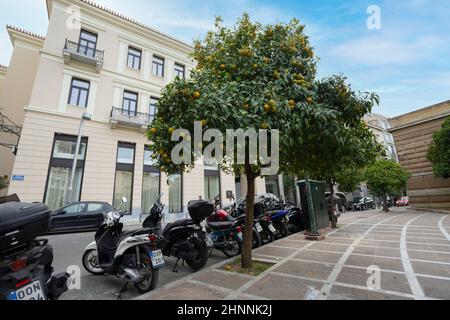 Orange trees in Athens, Greece Stock Photo